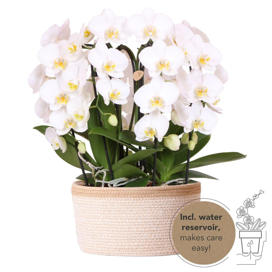 Kolibri Orchids | weißes Orchideen-Set im Baumwollkorb inkl. Wassertank | drei geschwungene weiße Orchideen Niagara Fall 12cm | Mono Bouquet weiß mit Selbstversorger-Plant-Botanicly