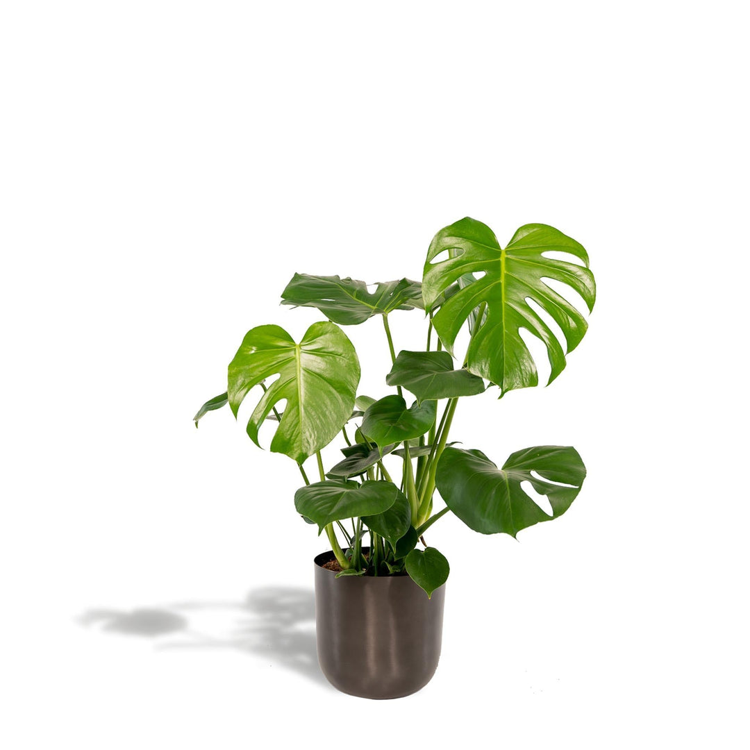 Monstera Deliciosa + Pot Mayk Lead - ↨80cm - Ø21cm-Plant-Botanicly