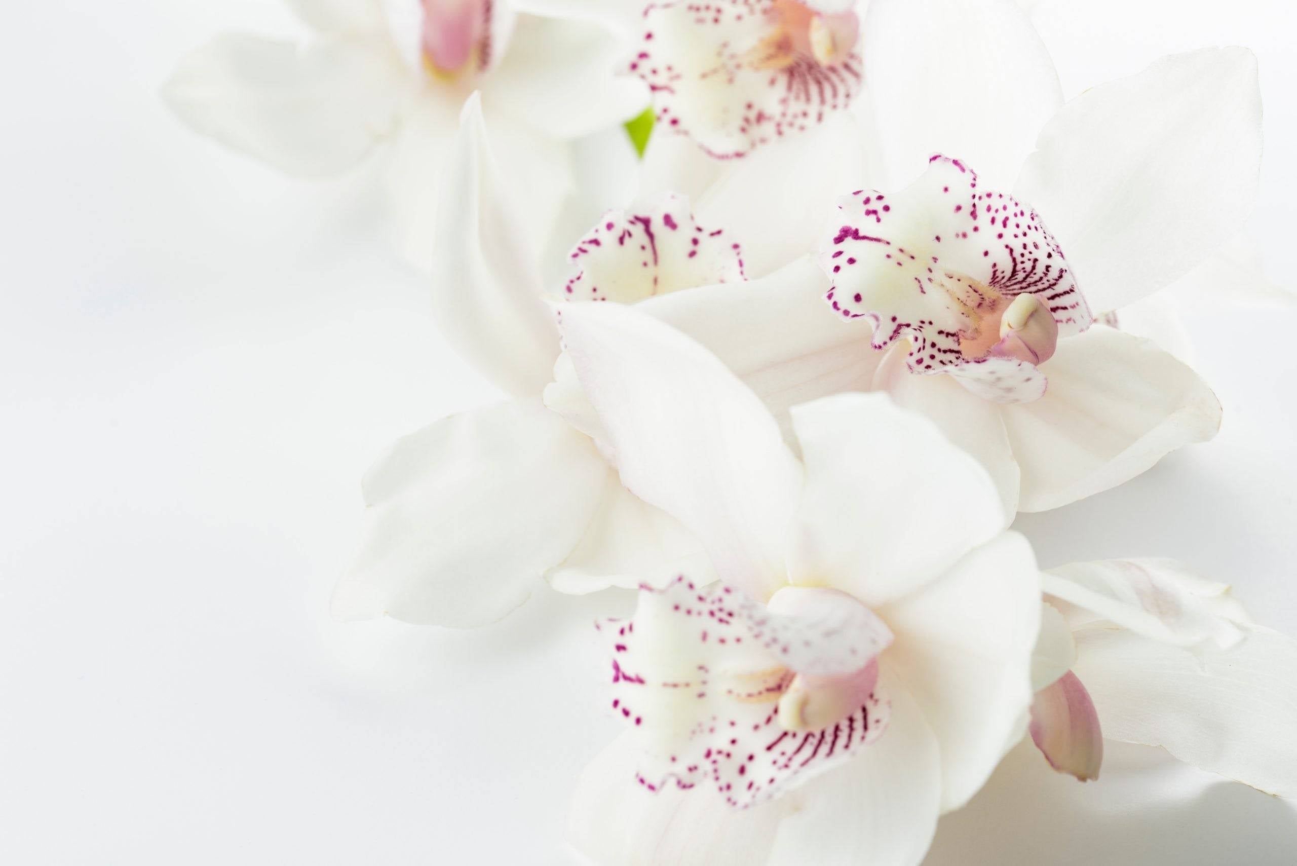 Orchideen Krankheiten was tun? – Die 4 häufigsten Probleme und Lösungen-Botanicly