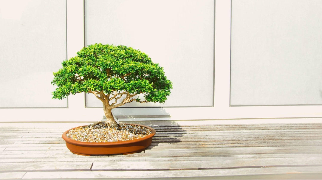 Bonsai schneiden einfache Anleitung: Warum, Wann und Wie-Botanicly