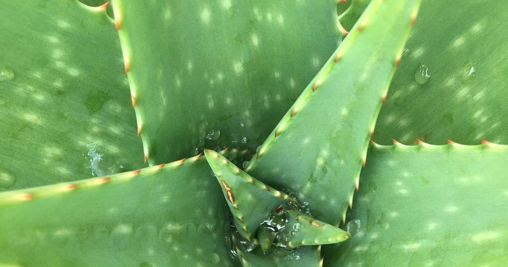 Aloe Vera: Heilpflanze für Dein Zuhause-Botanicly