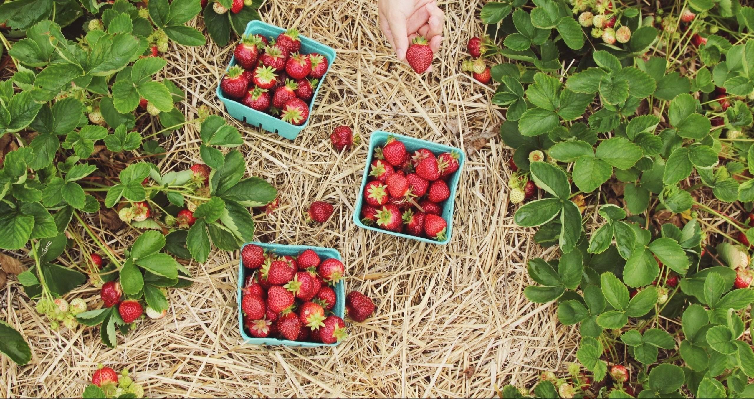 Erdbeeren anbauen: Wann, Wie, Wo – So gelingt es Dir-Botanicly