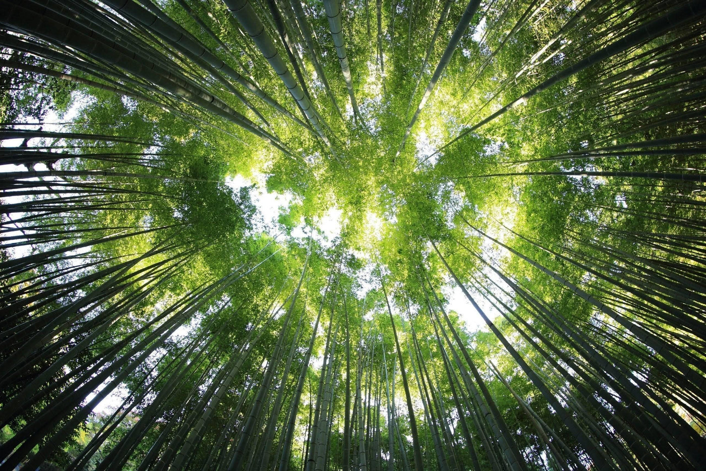 Forest Bathing: neuer Trend aus Japan-Botanicly