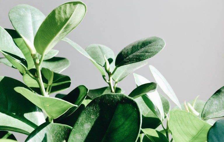 Gummibaum pflegen und vermehren: Ein Klassiker unter Zimmerpflanzen-Botanicly