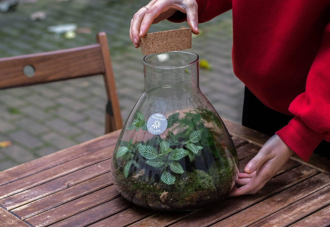 In 5 Schritten Deinen eigenen Flaschengarten anlegen-Botanicly