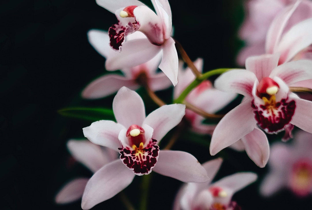 Orchideen gießen: Hierauf solltest Du unbedingt achten-Botanicly