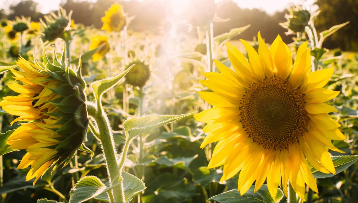 Sonnenblumen pflanzen: Wann, Wie, Wo – Unsere besten Expertentipps-Botanicly