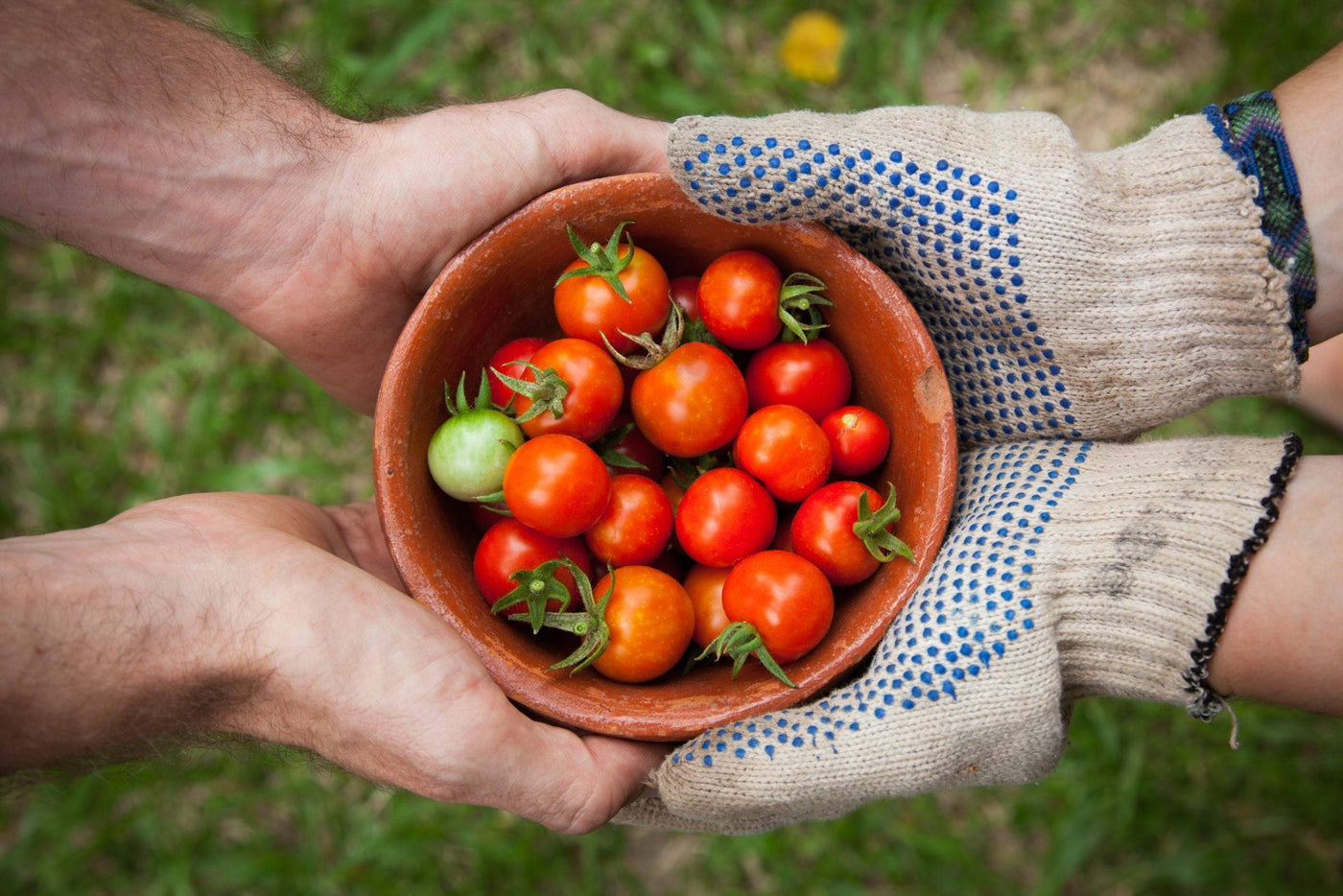 Tomatenpflanzen Pflege – alle Geheimtipps auf einen Blick-Botanicly