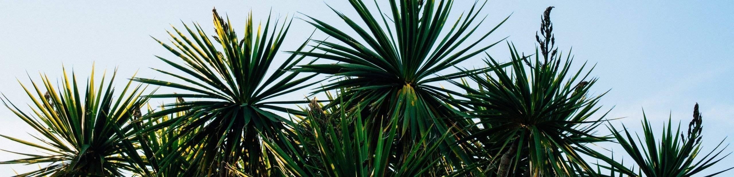 Yucca Palme Pflege: Standort, Gießen, Überwintern und weitere nützliche Infos-Botanicly