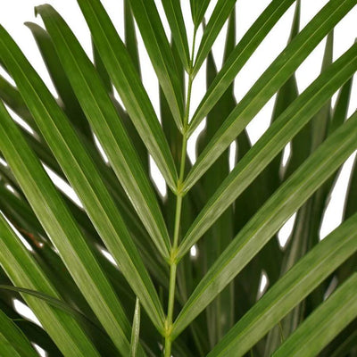 Areca Palme-Botanicly