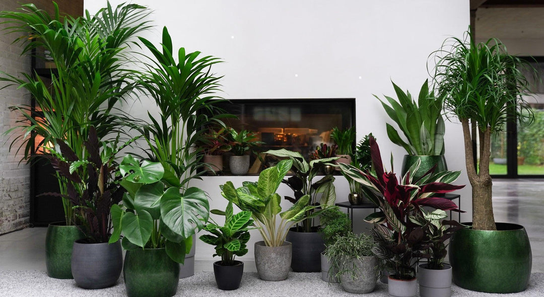 Dekorative Pflanzen-Botanicly
