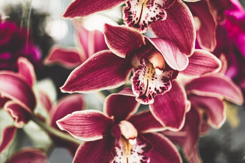 Orchideen online kaufen-Botanicly