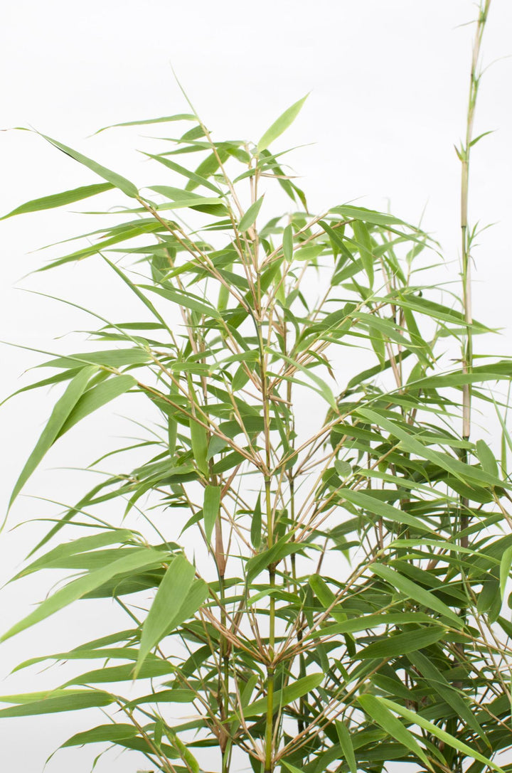 12x - Fargesia rufa - ↨40cm - Ø14-Plant-Botanicly