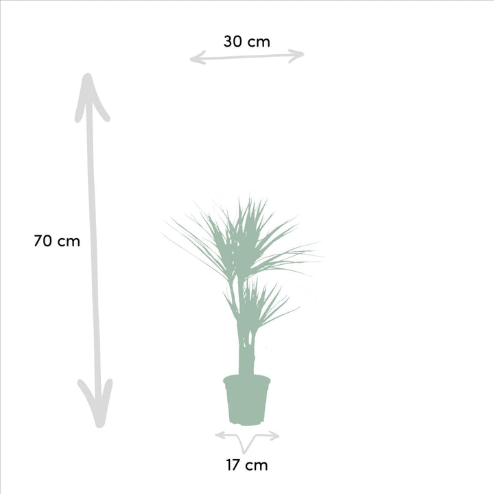 2x Dracaena - ↨90cm - Ø17cm-Plant-Botanicly