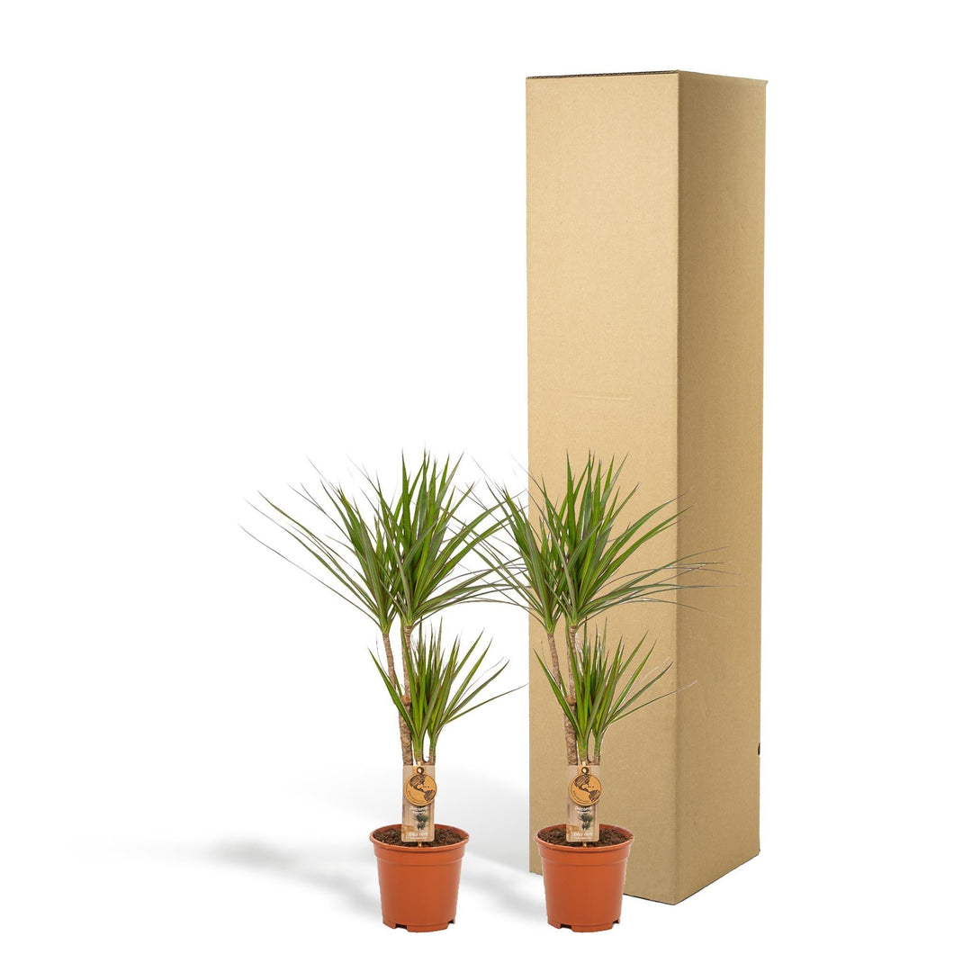 2x Dracaena - ↨90cm - Ø17cm-Plant-Botanicly