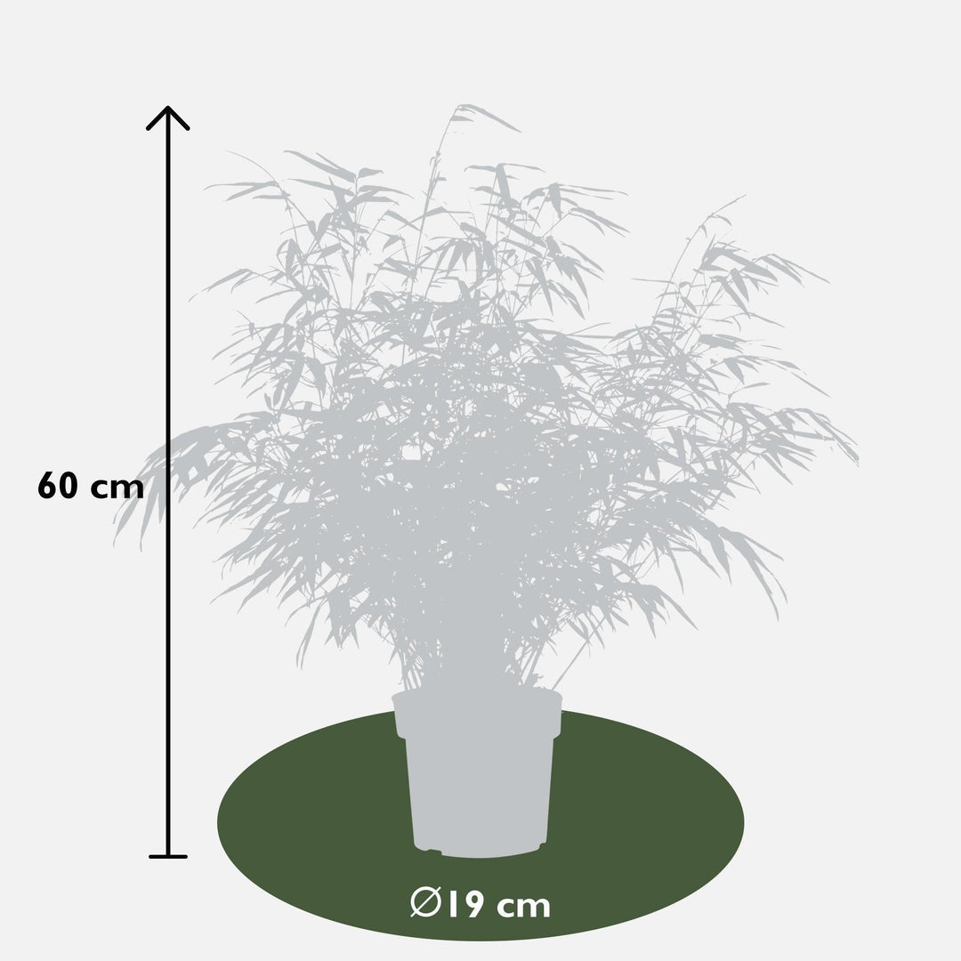 2x - Fargesia rufa - ↨60cm - Ø19-Plant-Botanicly