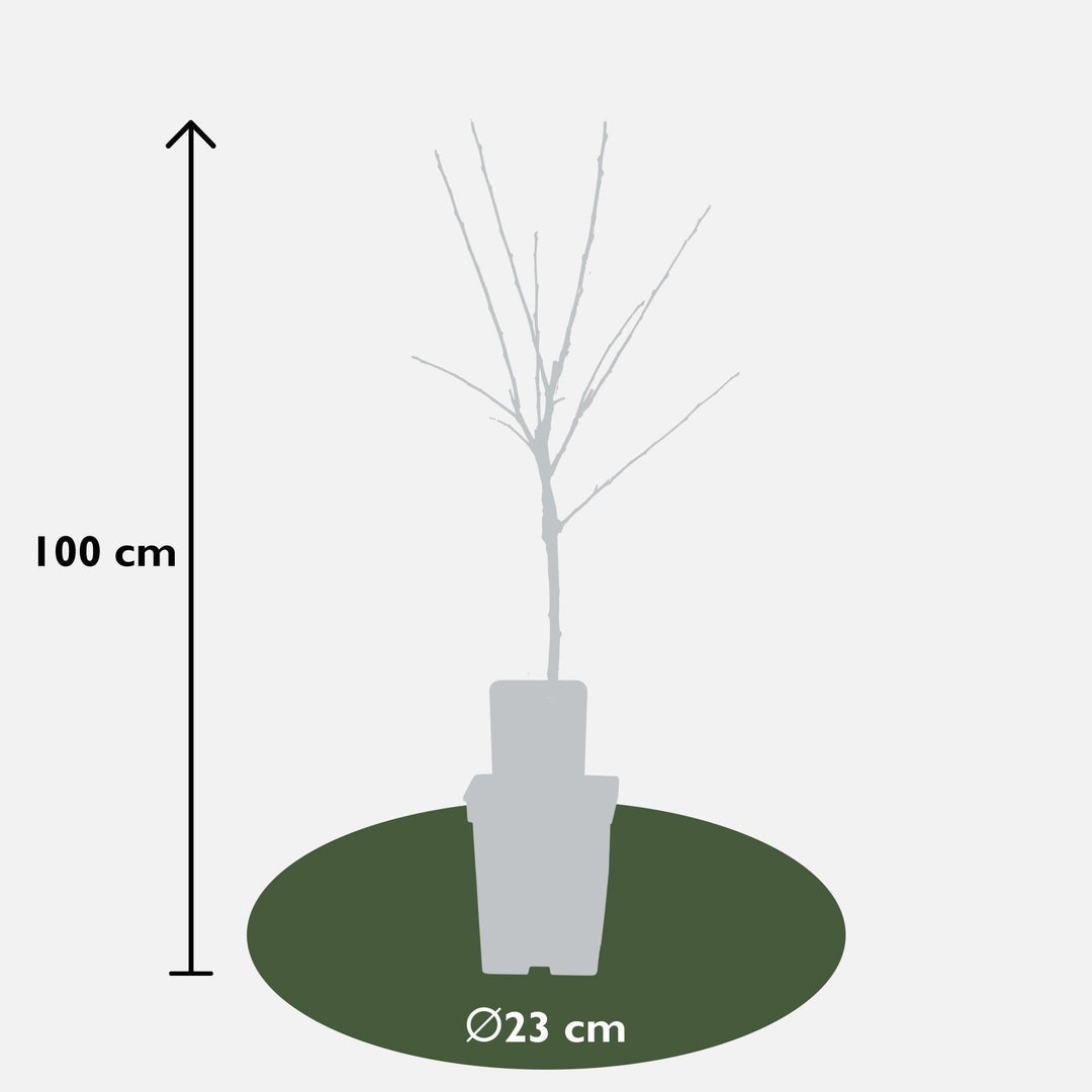 2x - Malus domestica mix x2 - ↨100cm - Ø23-Plant-Botanicly
