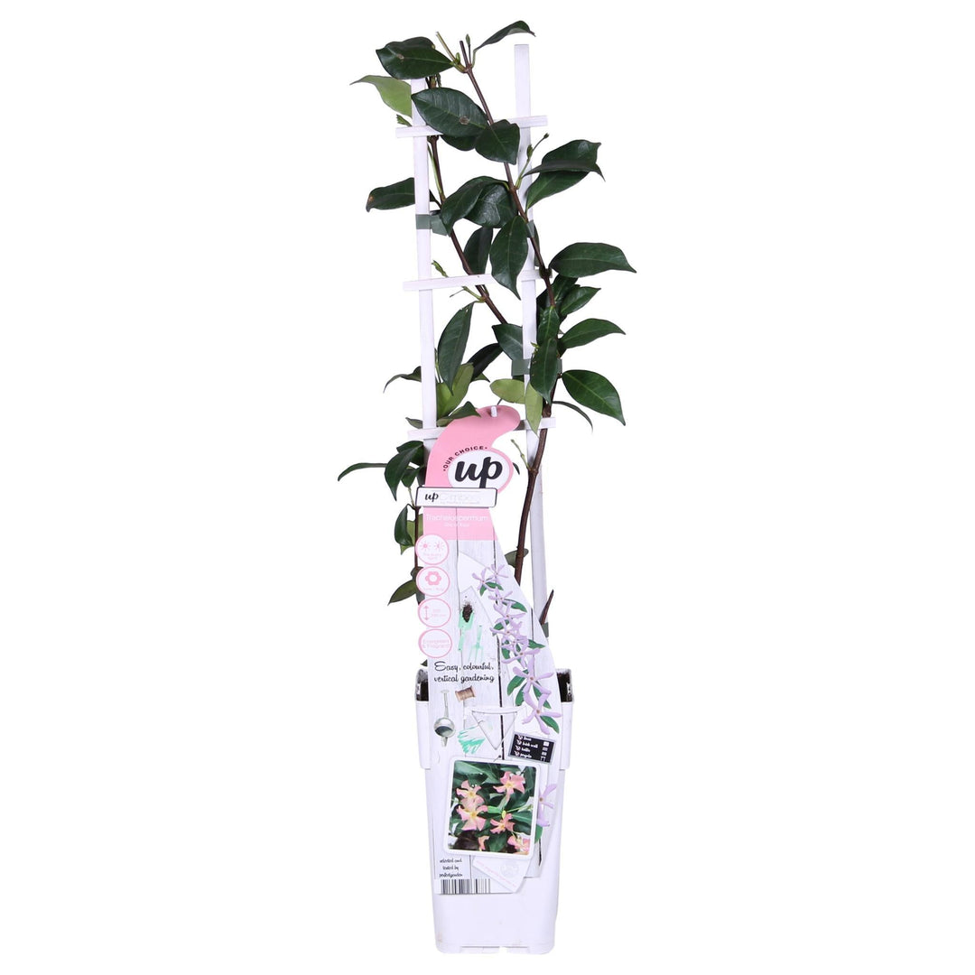 2x - Trachelospermum 'Star of Ibiza' - ↨65cm - Ø15-Plant-Botanicly