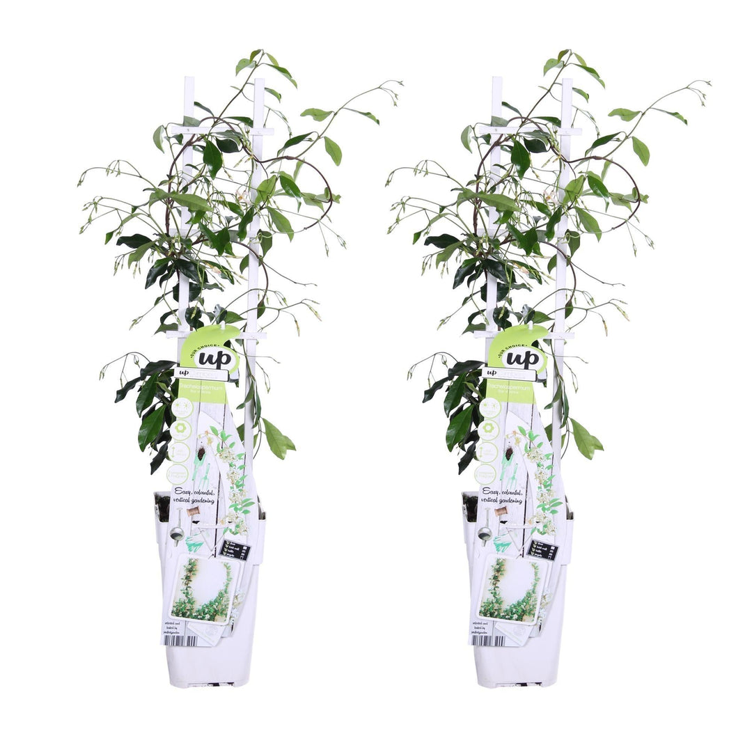2x - Trachelospermum 'Star of Venice' - ↨65cm - Ø15-Plant-Botanicly