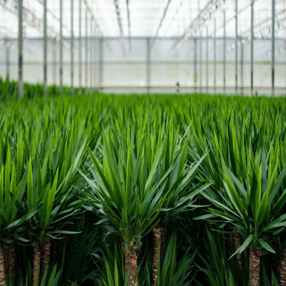 2x Yucca - ↨90cm - Ø17cm-Plant-Botanicly