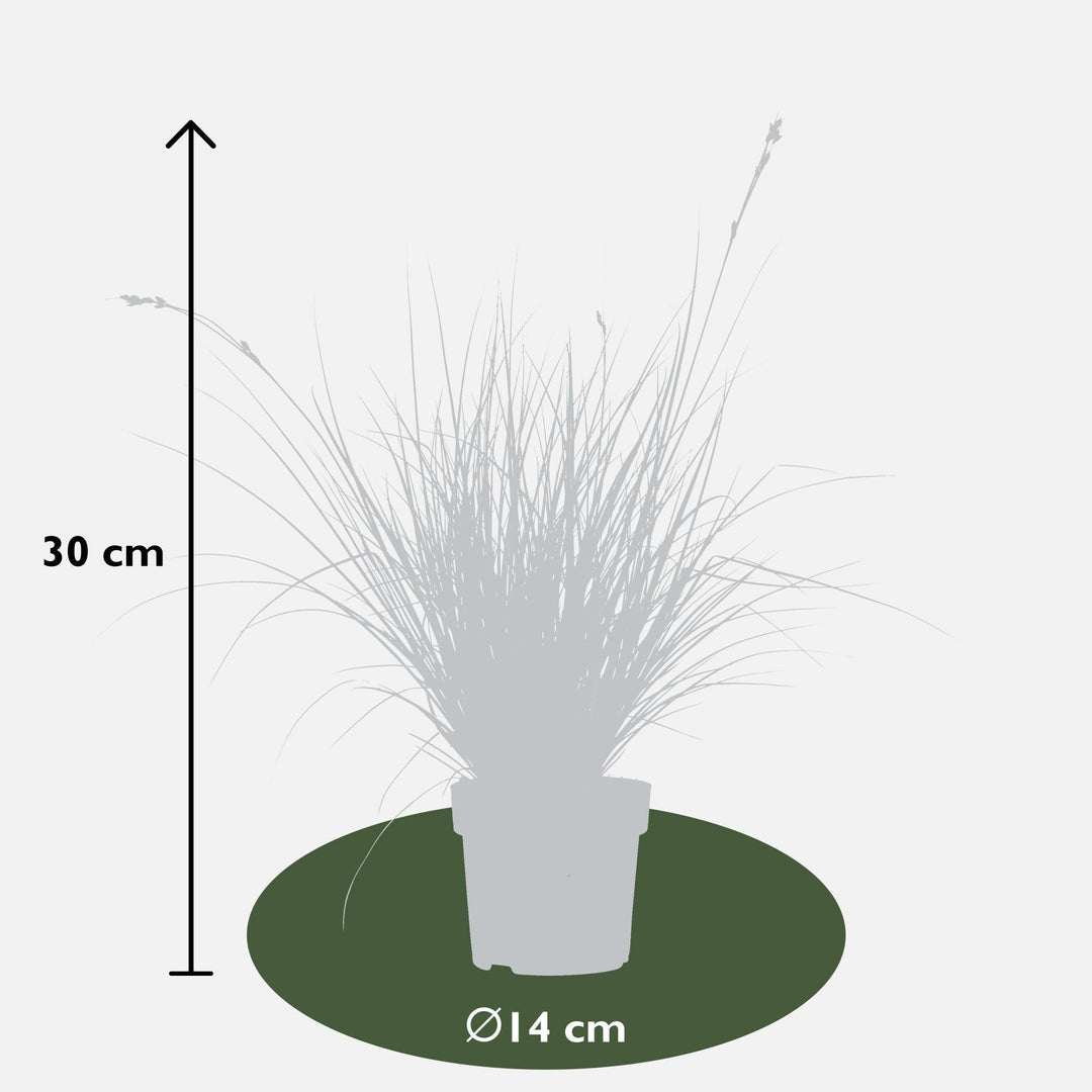 3x - Carex brunnea 'Variegata' - ↨30cm - Ø14-Plant-Botanicly