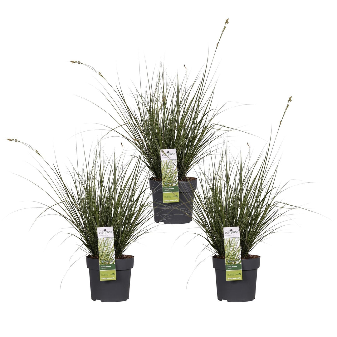 3x - Carex brunnea 'Variegata' - ↨30cm - Ø14-Plant-Botanicly