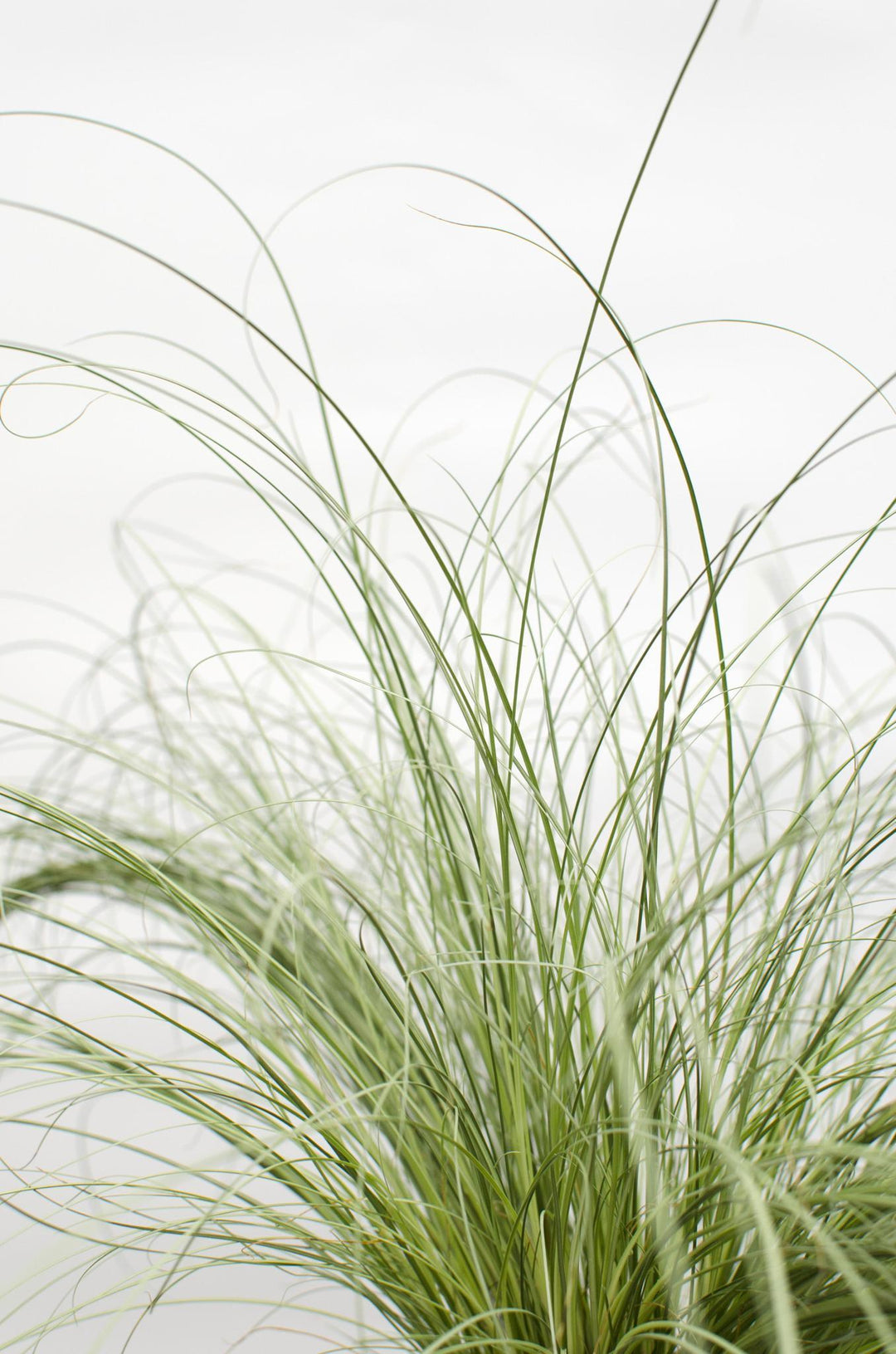 3x - Carex comans 'Frosted Curls' - ↨30cm - Ø14-Plant-Botanicly