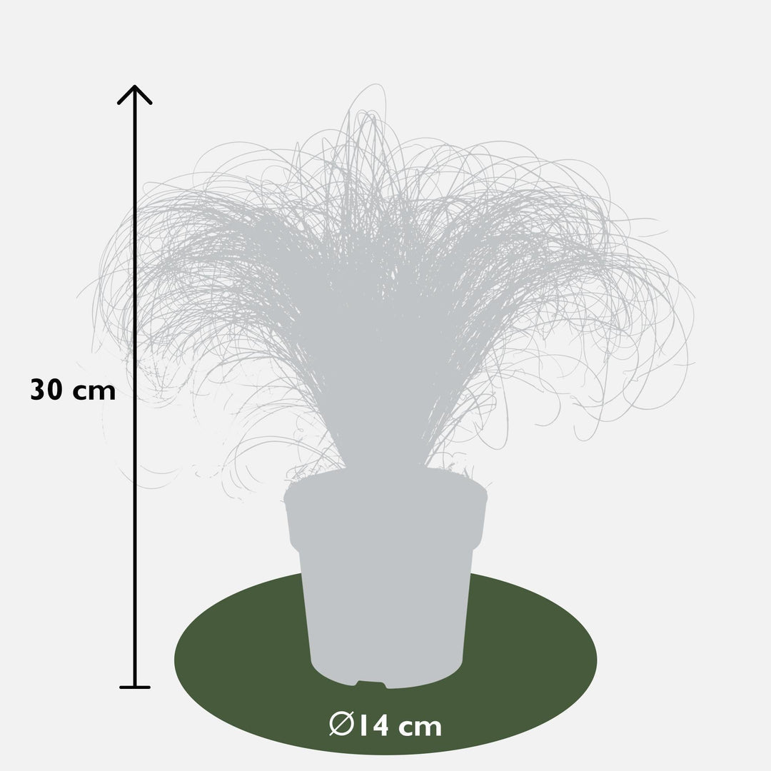 3x - Carex comans 'Frosted Curls' - ↨30cm - Ø14-Plant-Botanicly