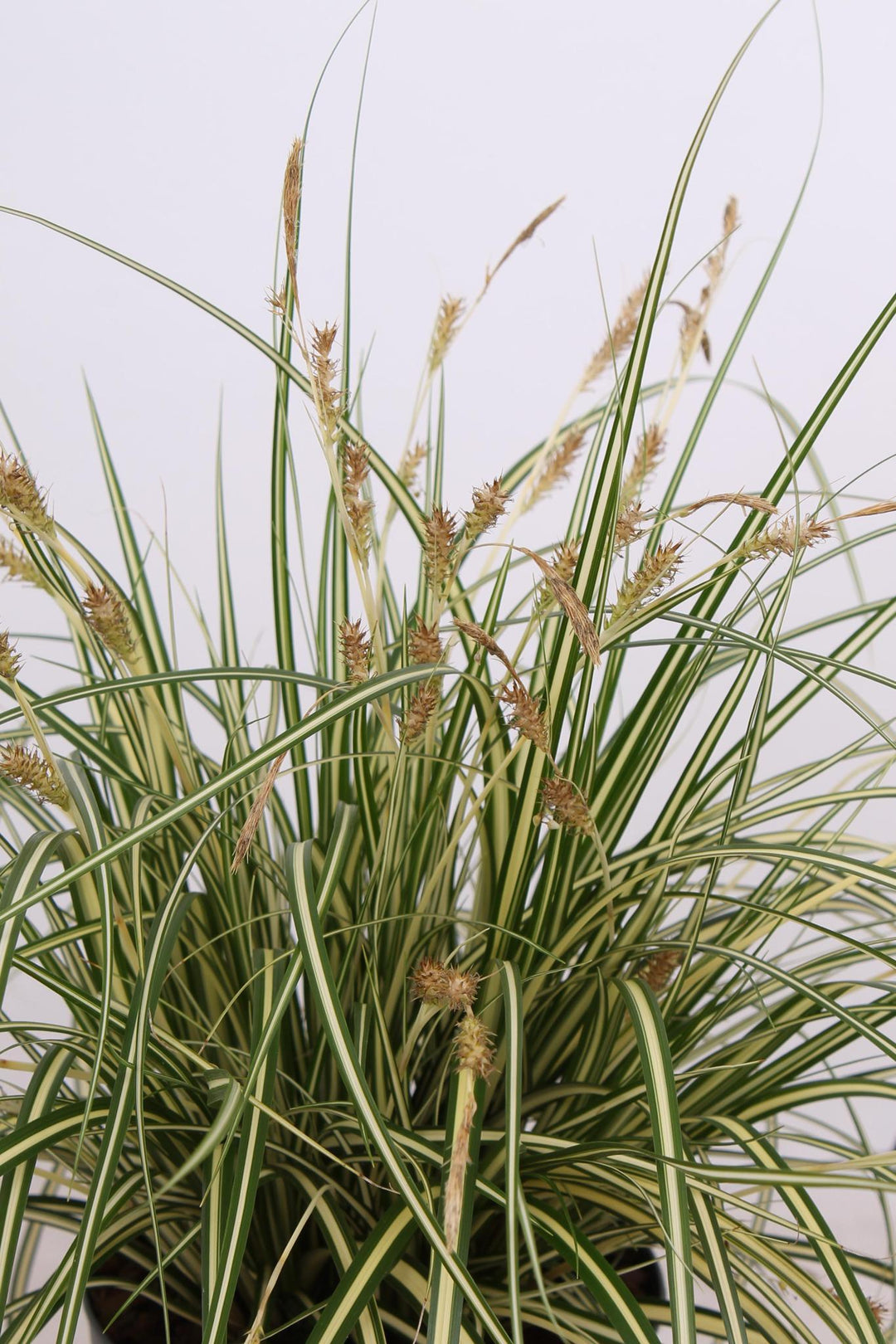 3x - Carex hachijoensis 'Evergold' - ↨30cm - Ø14-Plant-Botanicly
