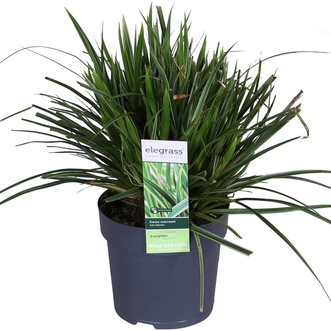 3x - Carex morrowii 'Ice Dance' - ↨30cm - Ø14-Plant-Botanicly