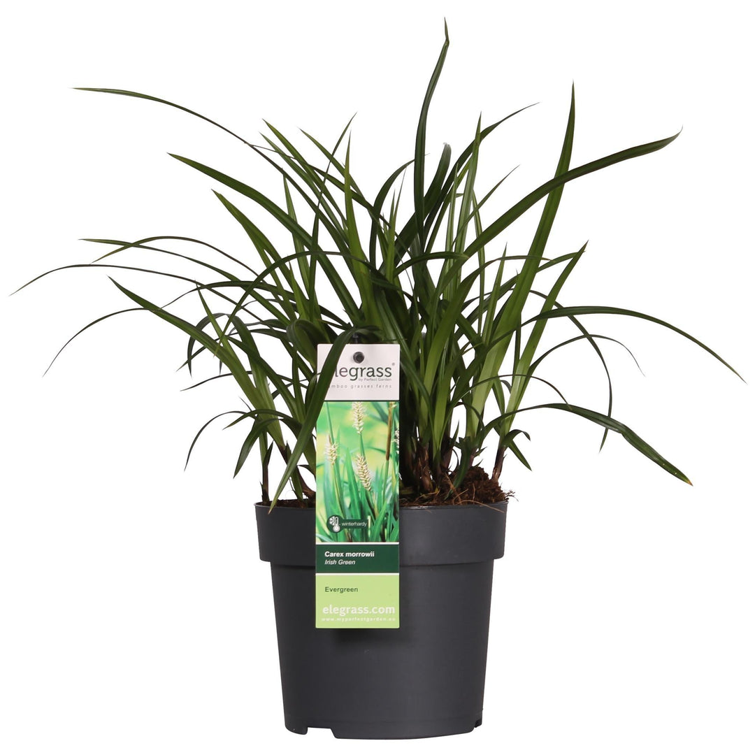 3x - Carex morrowii 'Irish Green' - ↨30cm - Ø14-Plant-Botanicly