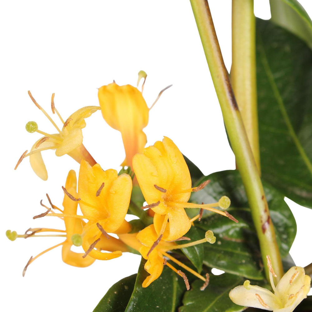 3x - Lonicera henryi - ↨65cm - Ø15-Plant-Botanicly