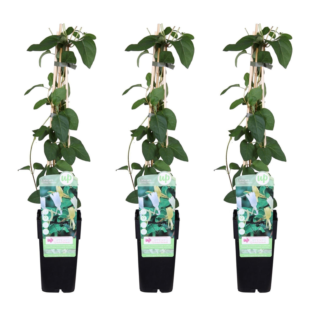 3x - Lonicera japonica 'Halliana' - ↨65cm - Ø15-Plant-Botanicly