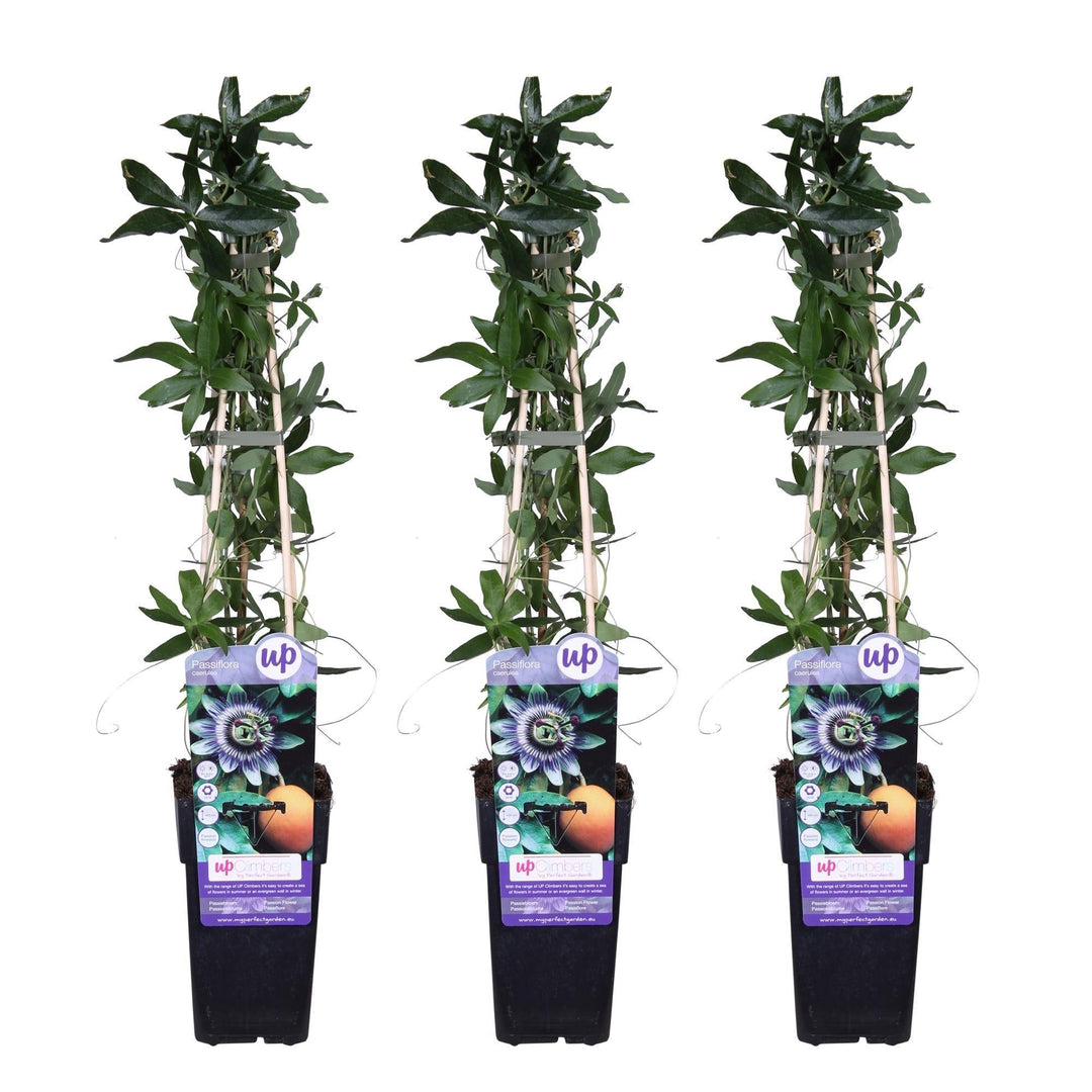 3x - Passiflora caerulea - ↨65cm - Ø15-Plant-Botanicly
