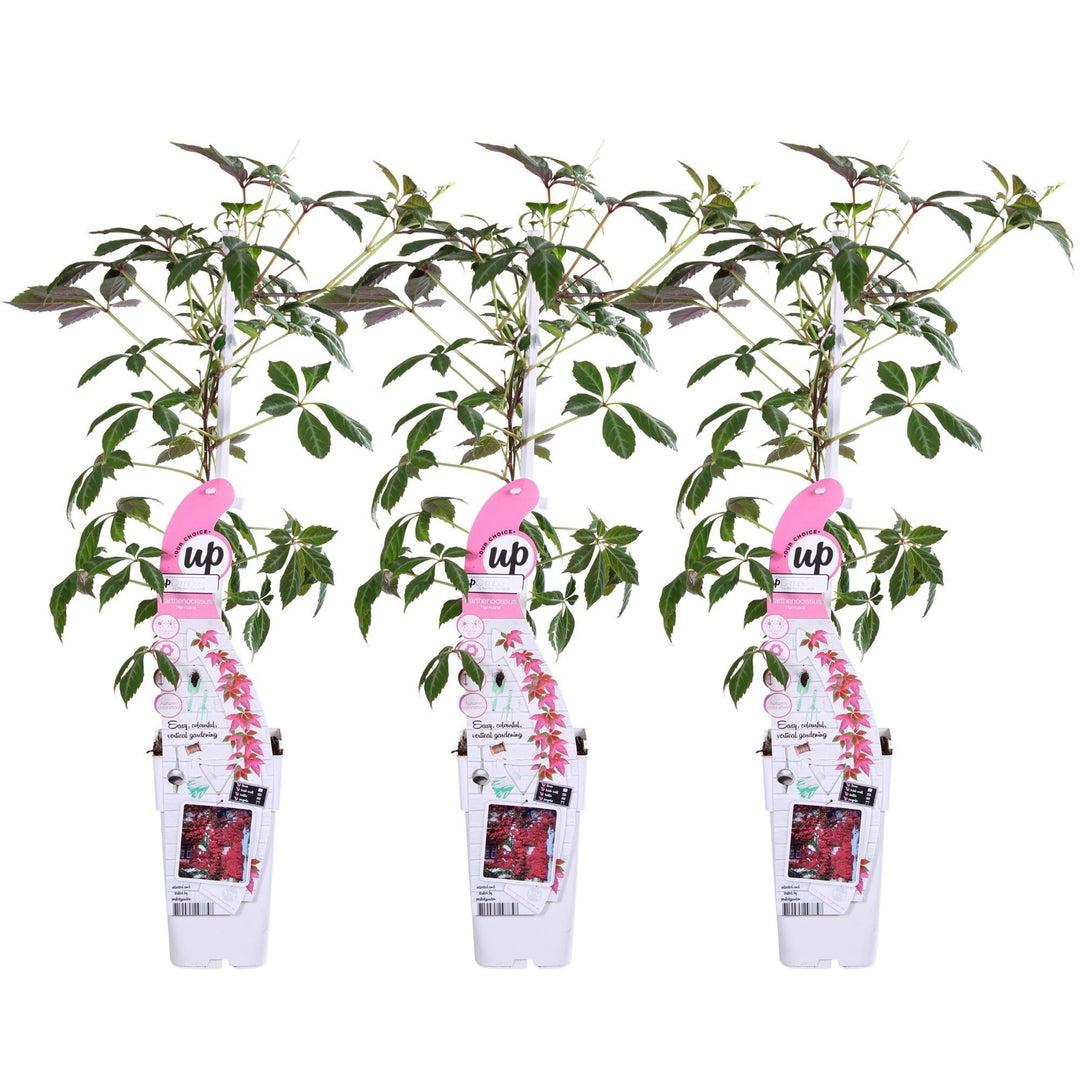 3x - Passiflora caerulea 'Constance Elliot' - ↨65cm - Ø15-Plant-Botanicly