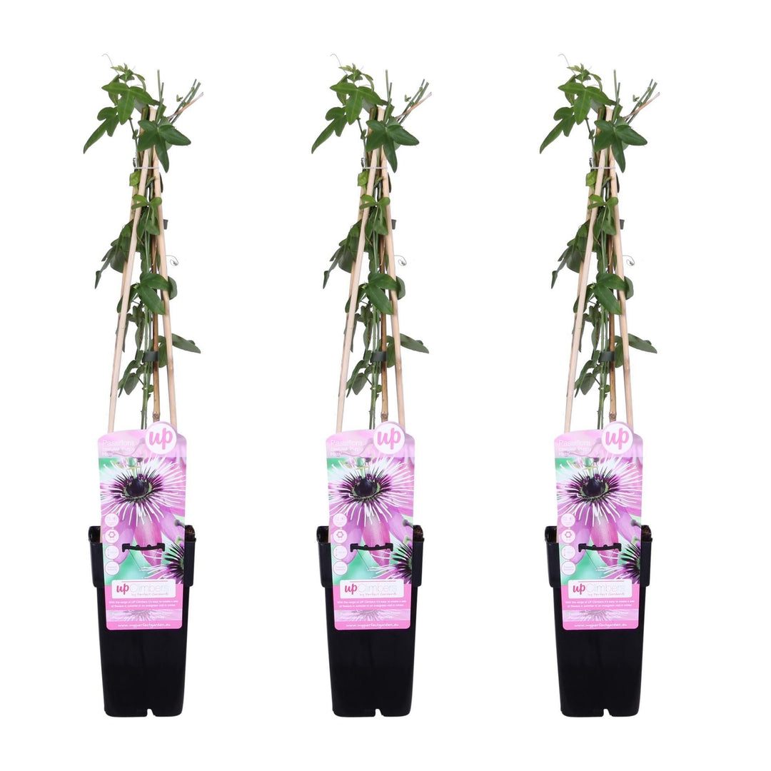 3x - Passiflora 'Purple Haze' - ↨65cm - Ø15-Plant-Botanicly