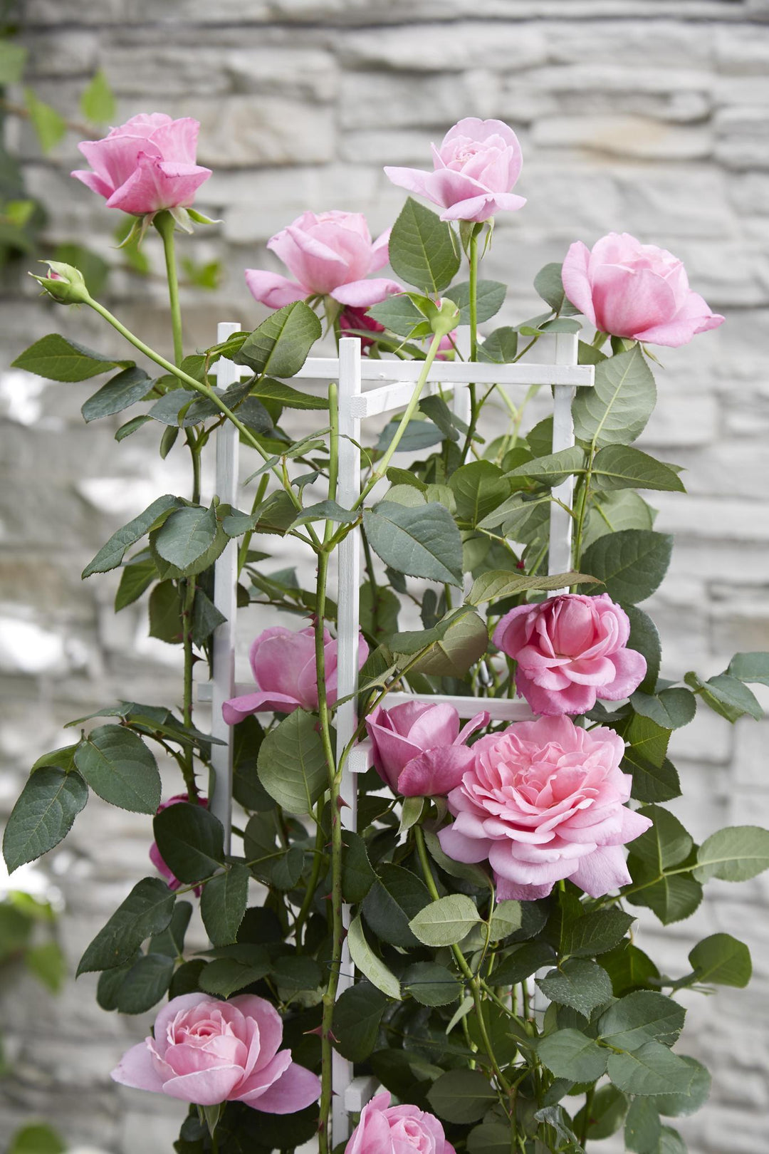 3x - Rosa Crazy in love 'Pink' - ↨65cm - Ø15-Plant-Botanicly