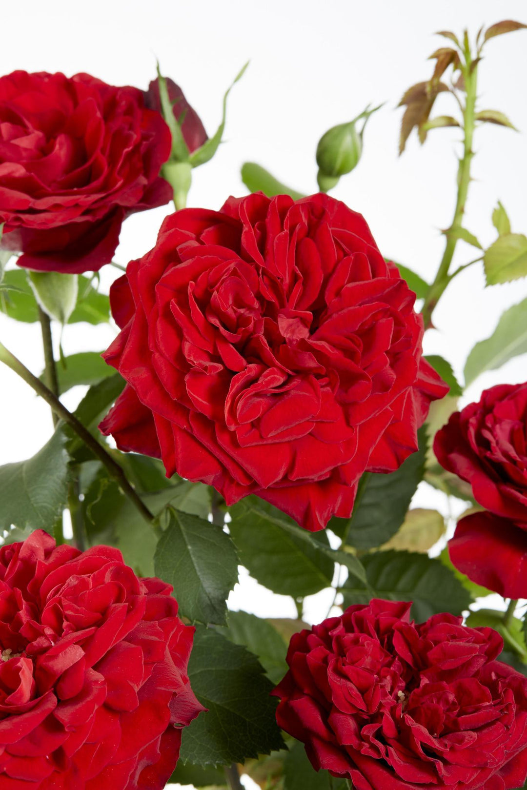 3x - Rosa Crazy in love 'Red' - ↨65cm - Ø15-Plant-Botanicly