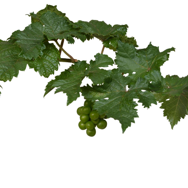 3x - Vitis Pixie 'Pinot Noir' - ↨30cm - Ø14-Plant-Botanicly