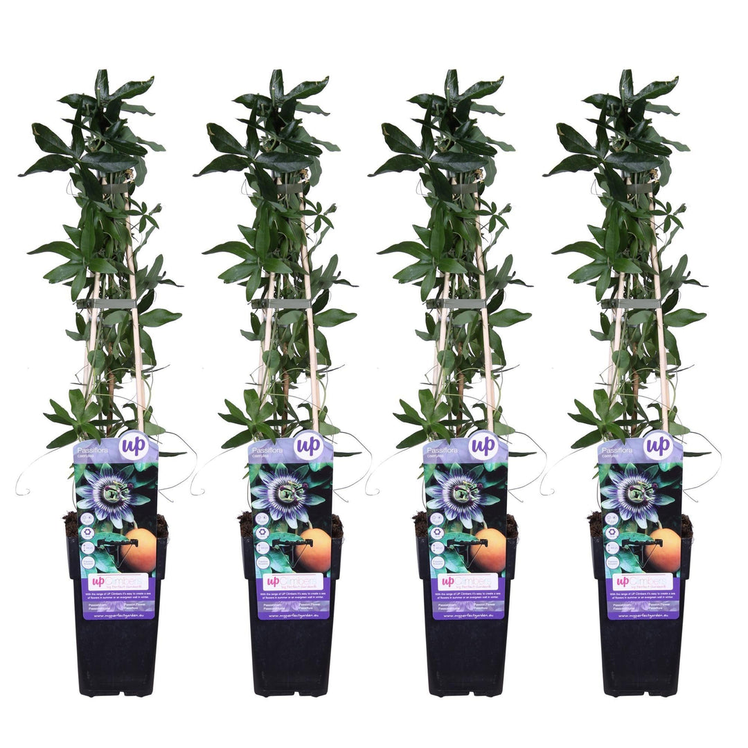 4x - Passiflora caerulea - ↨65cm - Ø15-Plant-Botanicly