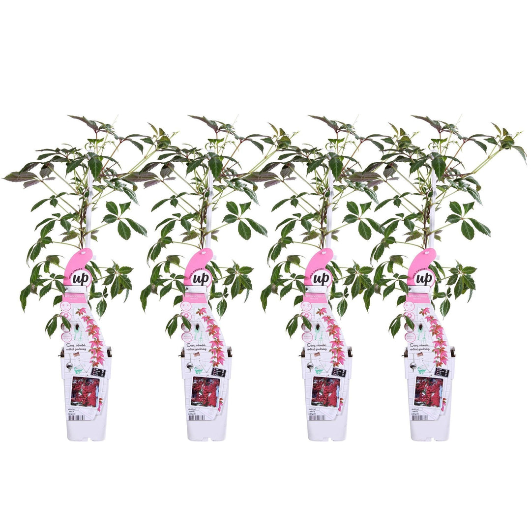 4x - Passiflora caerulea 'Constance Elliot' - ↨65cm - Ø15-Plant-Botanicly