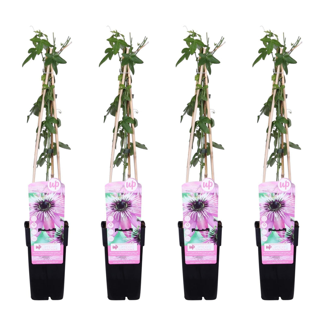 4x - Passiflora 'Purple Haze' - ↨65cm - Ø15-Plant-Botanicly