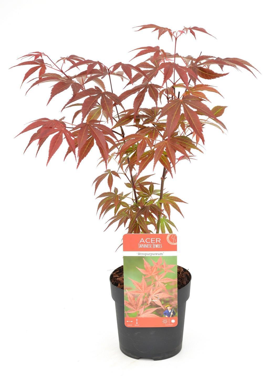 Acer palm. 'Atropurpureum' - ↨20cm - Ø10,5cm-Plant-Botanicly