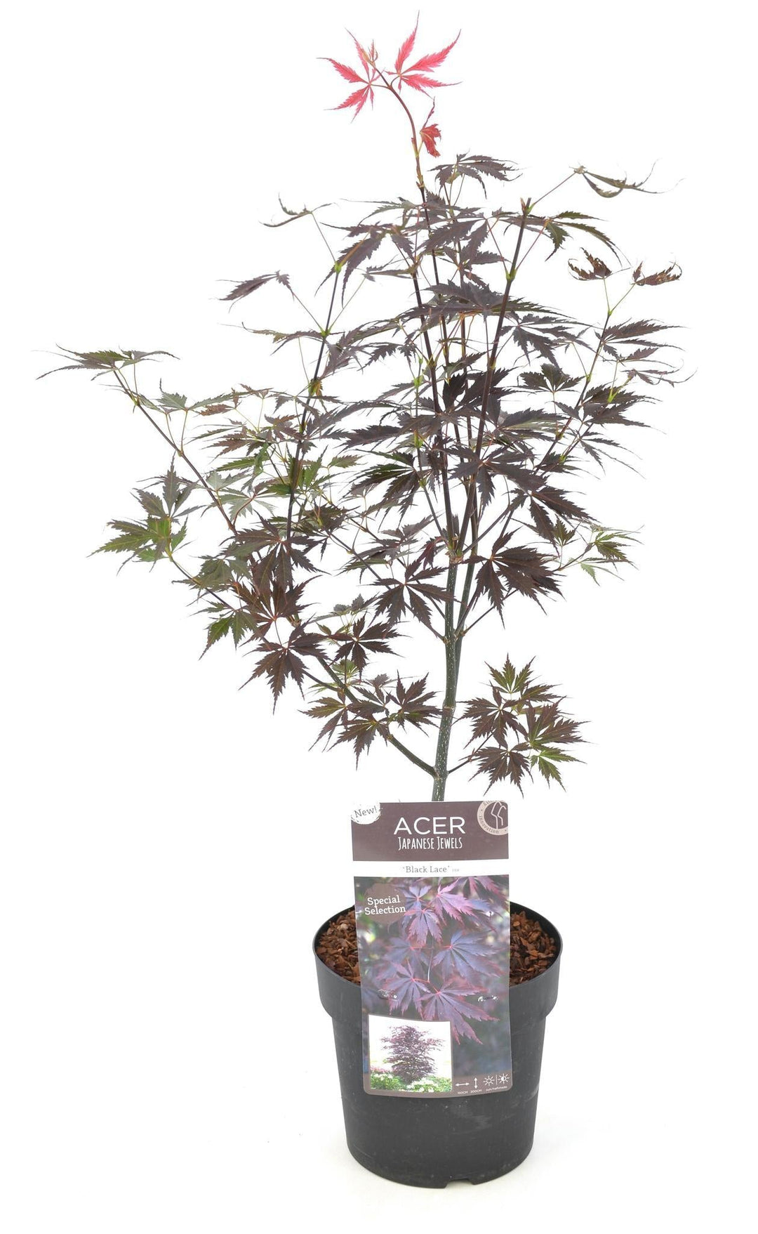 Acer palm. 'Black Lace'® - ↨40cm - Ø19cm-Plant-Botanicly