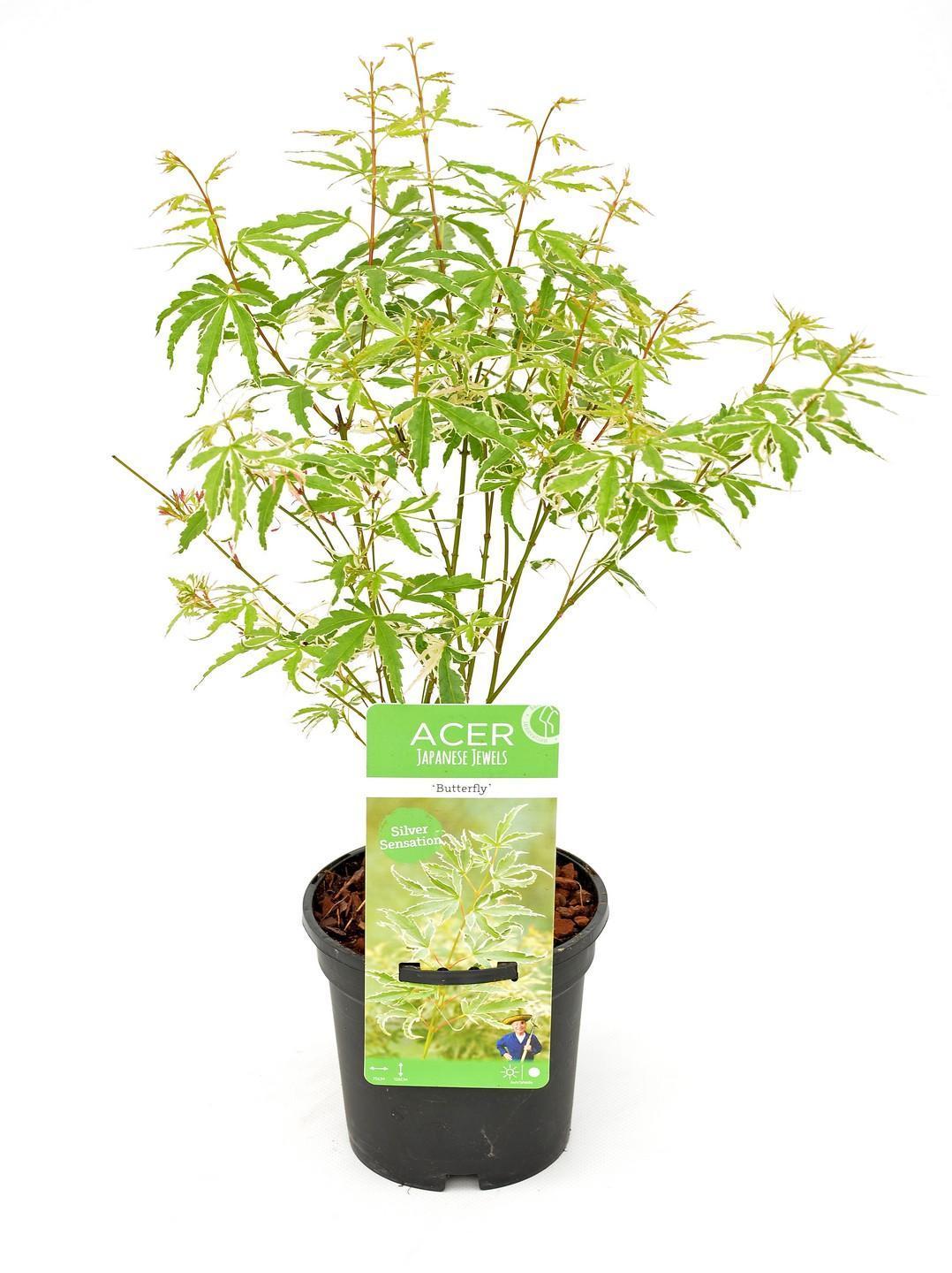 Acer palm. 'Butterfly' - ↨20cm - Ø13cm-Plant-Botanicly