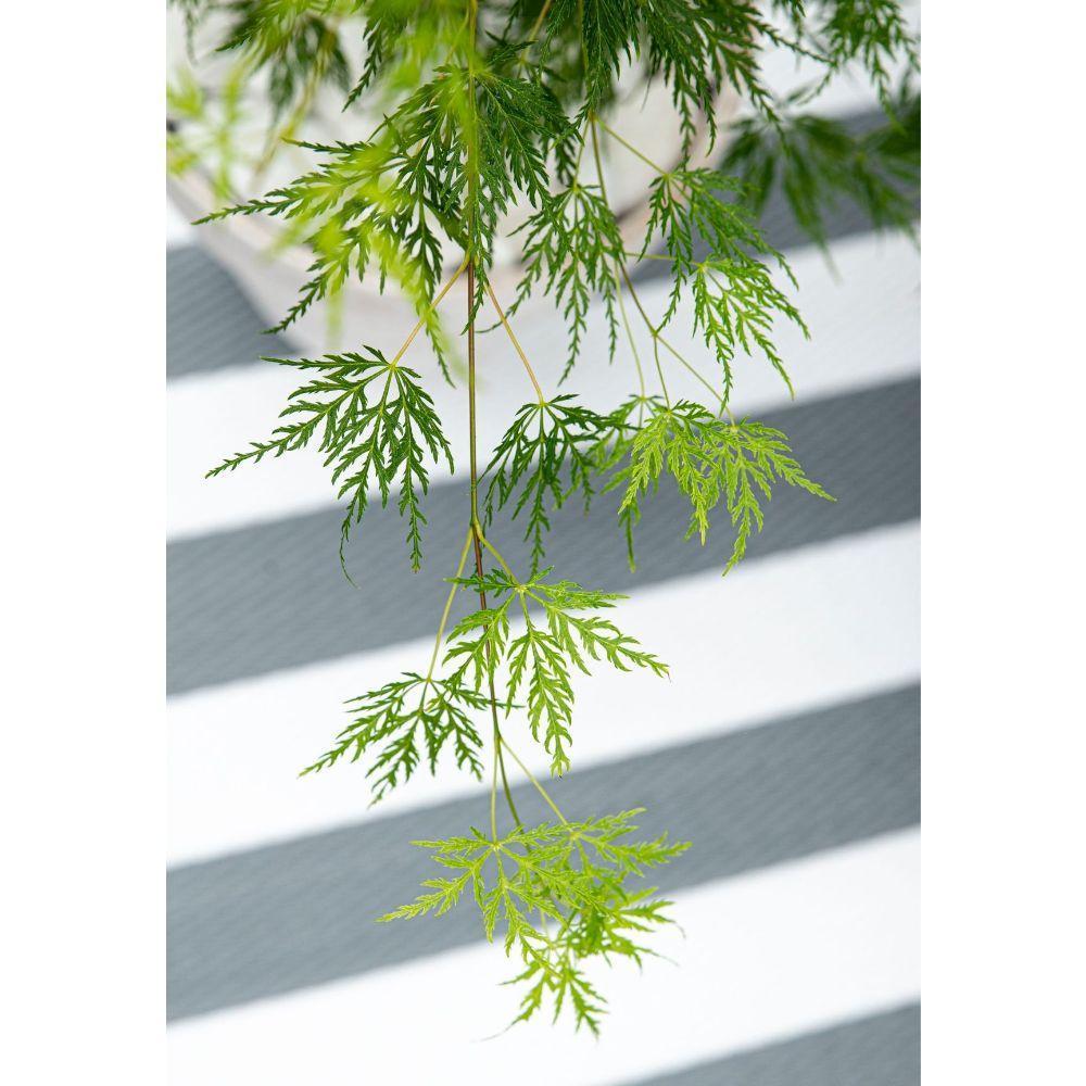 Acer palm. 'Dissectum' - ↨40cm - Ø19cm-Plant-Botanicly