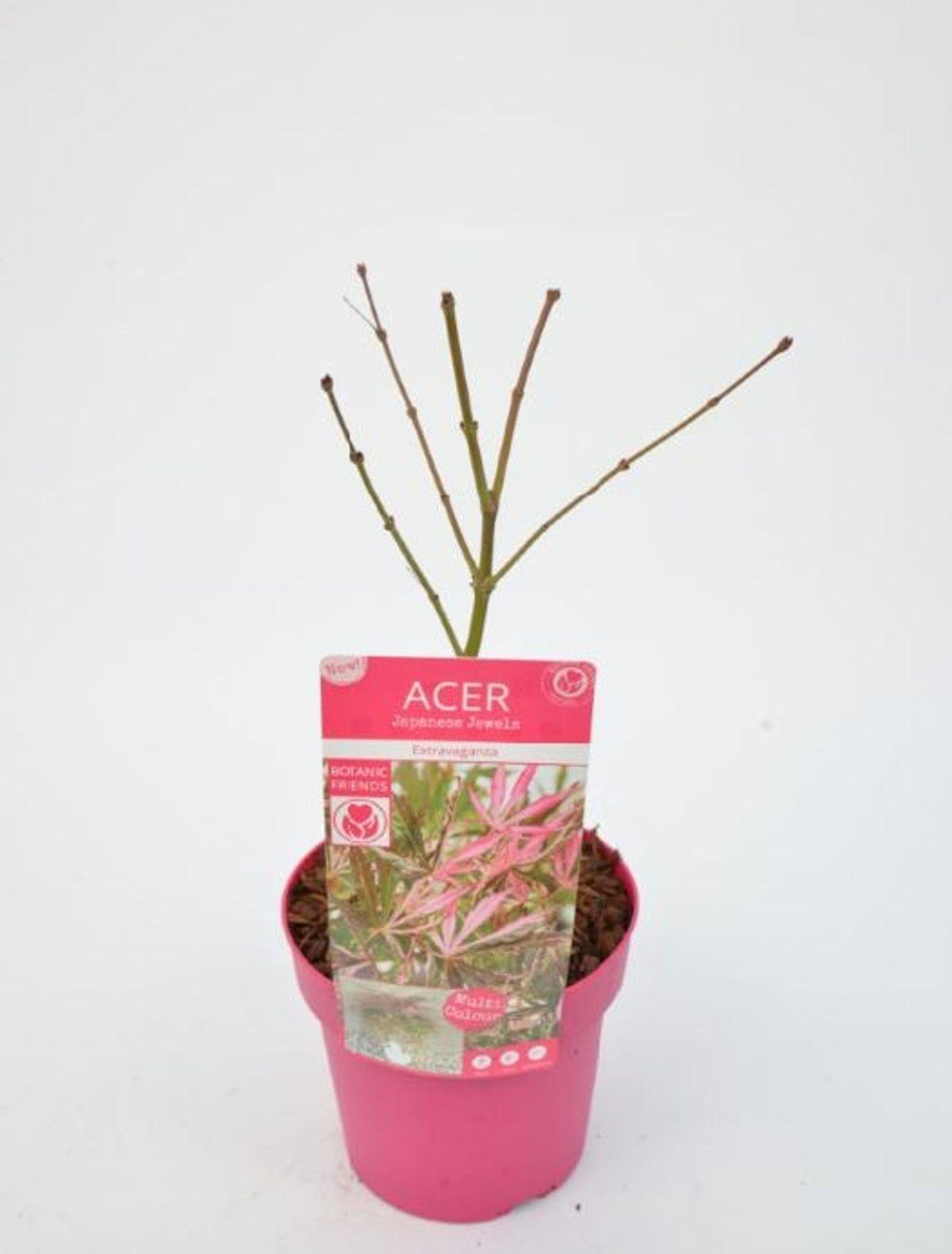 Acer palm. 'Extravaganza'® - ↨40cm - Ø19cm-Plant-Botanicly