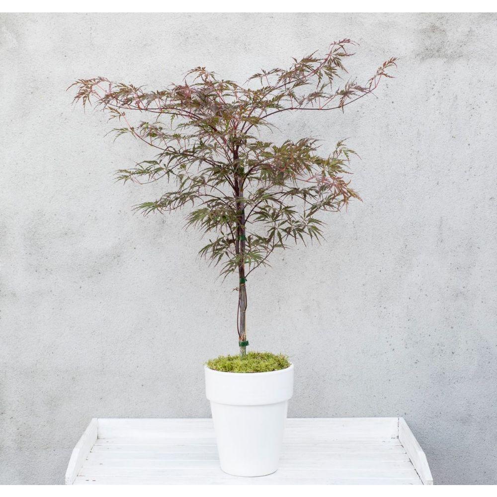 Acer palm. 'Garnet' - ↨40cm - Ø19cm-Plant-Botanicly