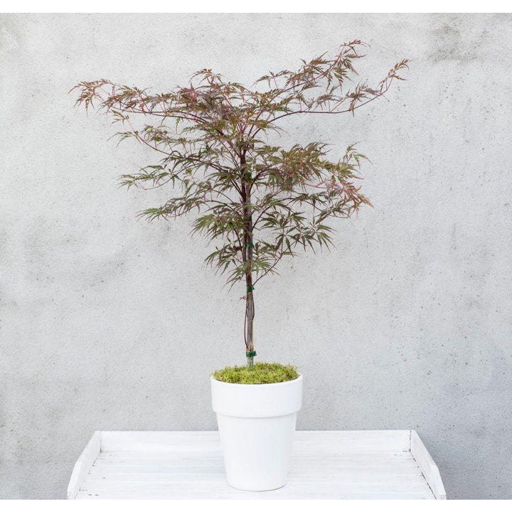 Acer palm. 'Garnet' - ↨40cm - Ø19cm-Plant-Botanicly