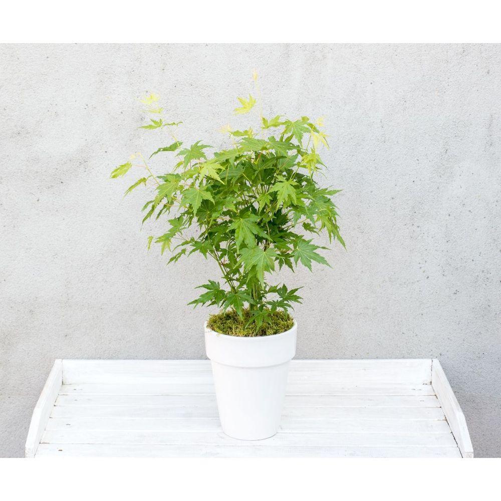 Acer palm. 'Going Green'® - ↨20cm - Ø10,5cm-Plant-Botanicly